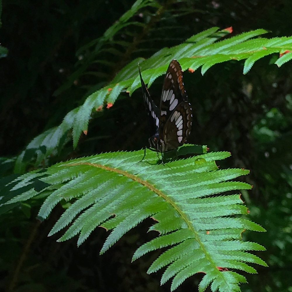Meet your Posher, Sara